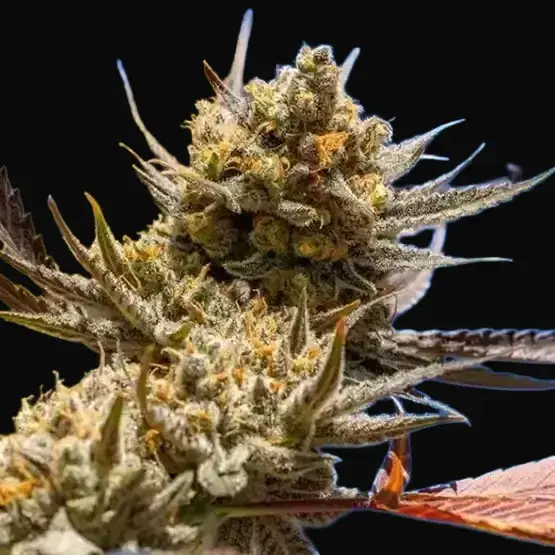 Lemon Berry Candy OG R2