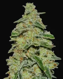 Lemon Cake