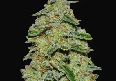 Lemon Cake