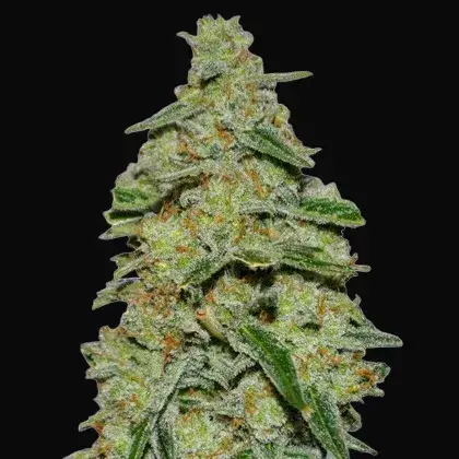 Lemon Cake
