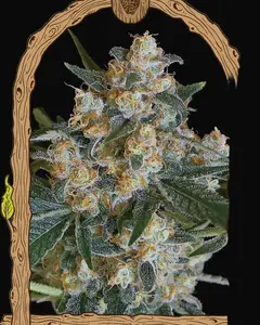 Lemon Candy