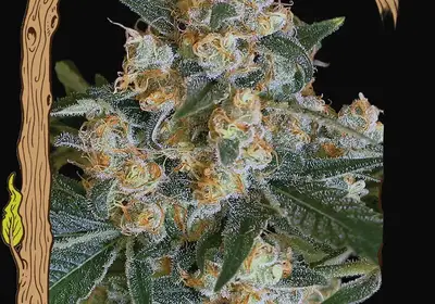 Lemon Candy