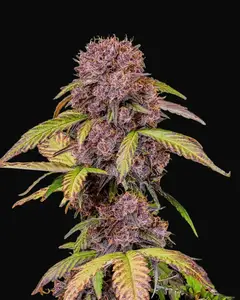 Lemon Cherry Cookies Auto