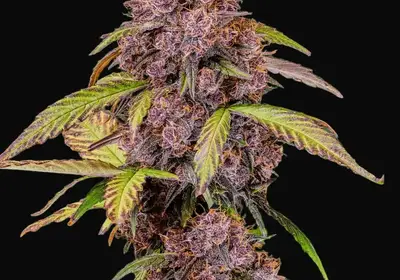 Lemon Cherry Cookies Auto