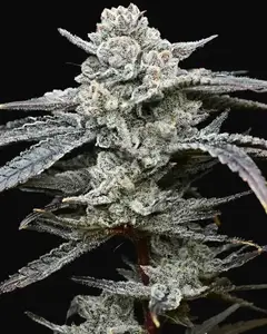 Lemon Cherry Gelato