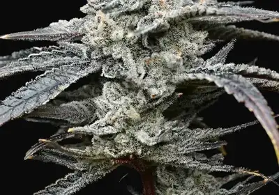 Lemon Cherry Gelato
