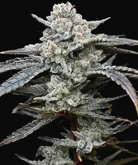 Lemon Cherry Gelato