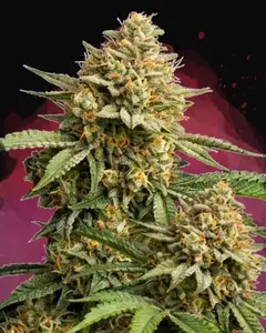 Lemon Cherry Gelato