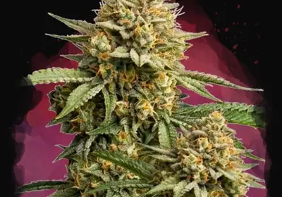 Lemon Cherry Gelato