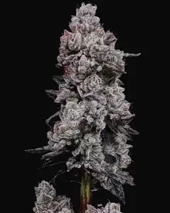 Lemon Cherry Gelato R3 Auto