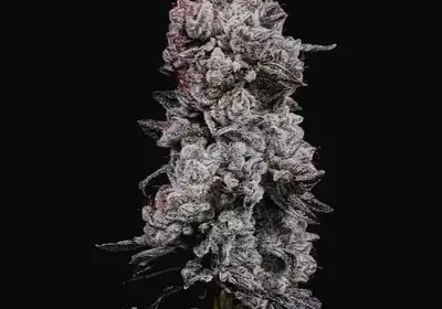 Lemon Cherry Gelato R3 Auto