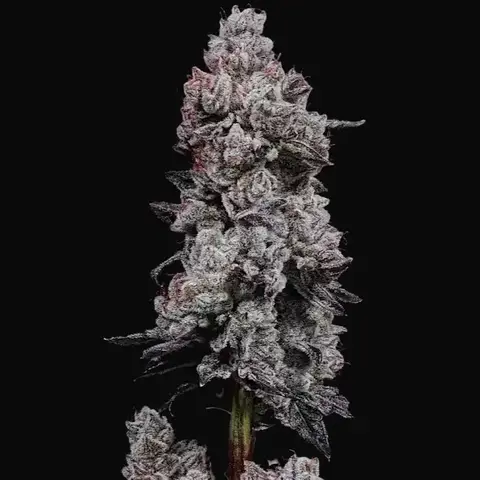 Lemon Cherry Gelato R3 Auto