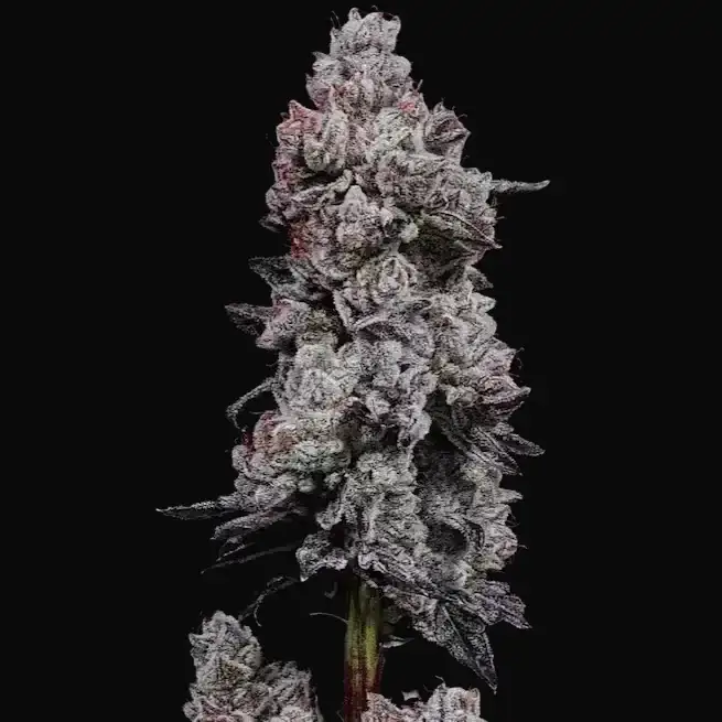 Lemon Cherry Gelato R3 Auto