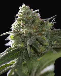 Lemon Cherry Gelato x Ice Cream