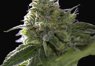 Lemon Cherry Gelato x Ice Cream