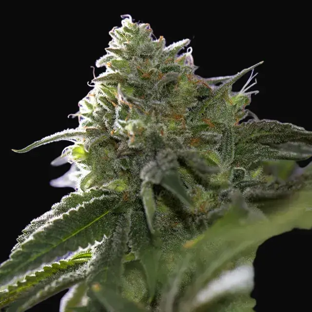 Lemon Cherry Gelato x Ice Cream