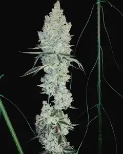 Lemon Cherry Pie R1