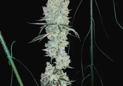 Lemon Cherry Pie R1