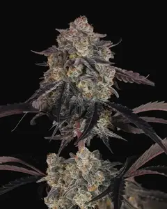 Lemon Cherry Sundae Auto