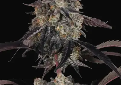 Lemon Cherry Sundae Auto