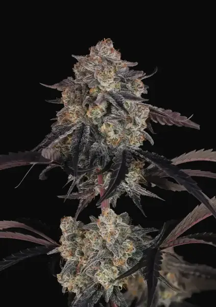 Lemon Cherry Sundae Auto