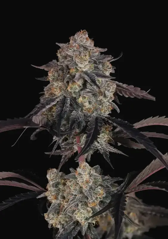 Lemon Cherry Sundae Auto