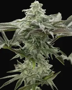 Lemon Citron