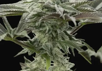 Lemon Citron