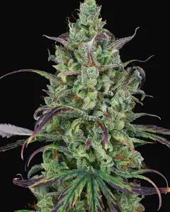 Lemon Cream Kush Auto