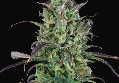 Lemon Cream Kush Auto
