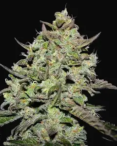 Lemon Gazzy
