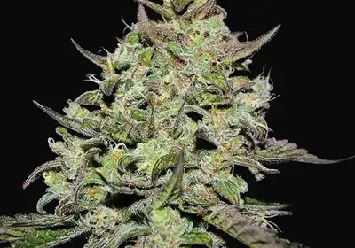 Lemon Gazzy
