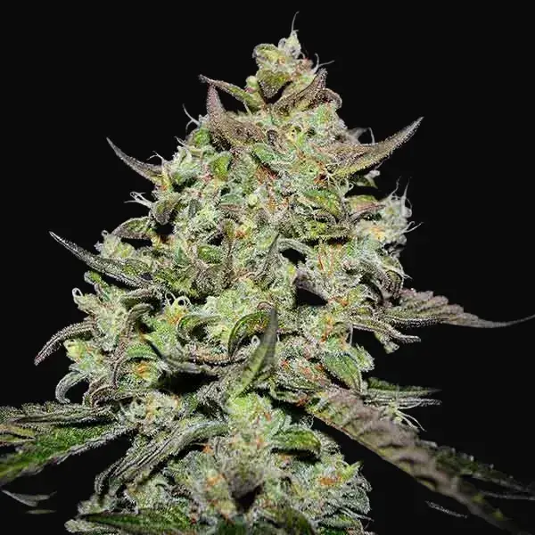 Lemon Gazzy