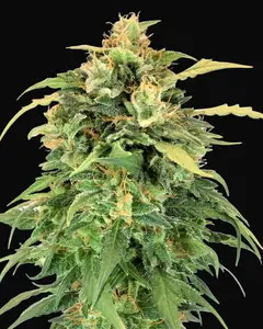 Lemon Haze