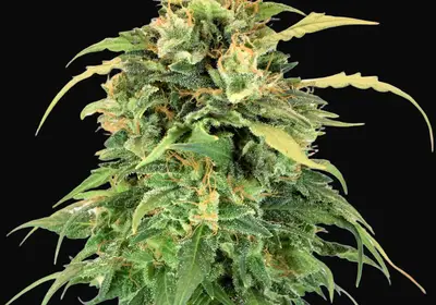 Lemon Haze