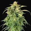 Lemon Haze