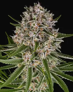 Lemon Haze Auto