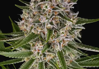 Lemon Haze Auto