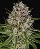 Lemon Haze Auto