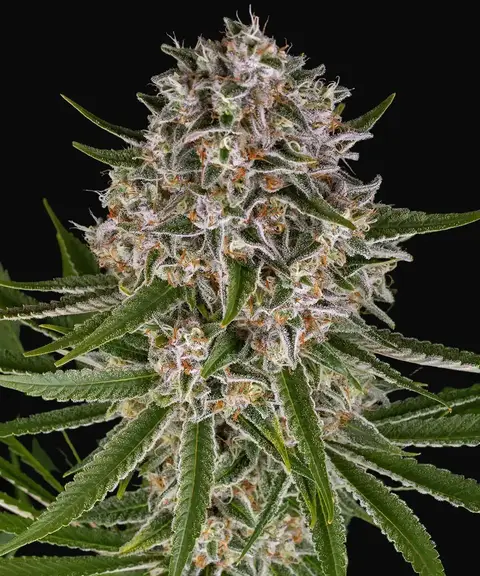 Lemon Haze Auto