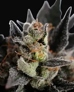 Lemon Haze Auto