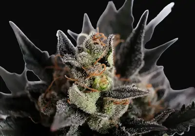 Lemon Haze Auto