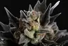 Lemon Haze Auto