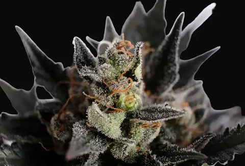 Lemon Haze Auto