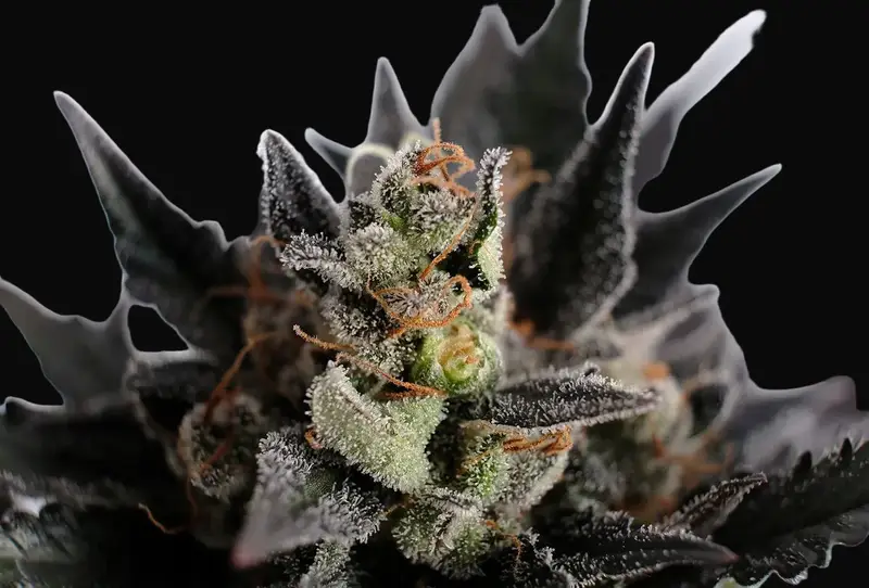 Lemon Haze Auto