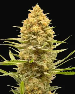 Lemon Ice
