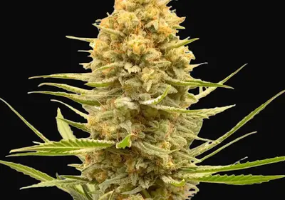 Lemon Ice