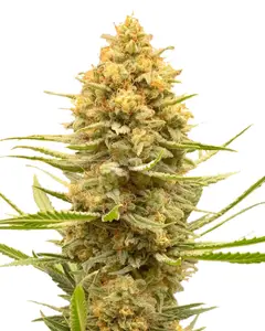 Lemon Ice