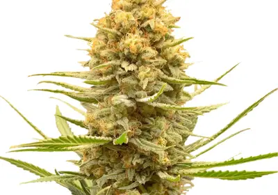 Lemon Ice