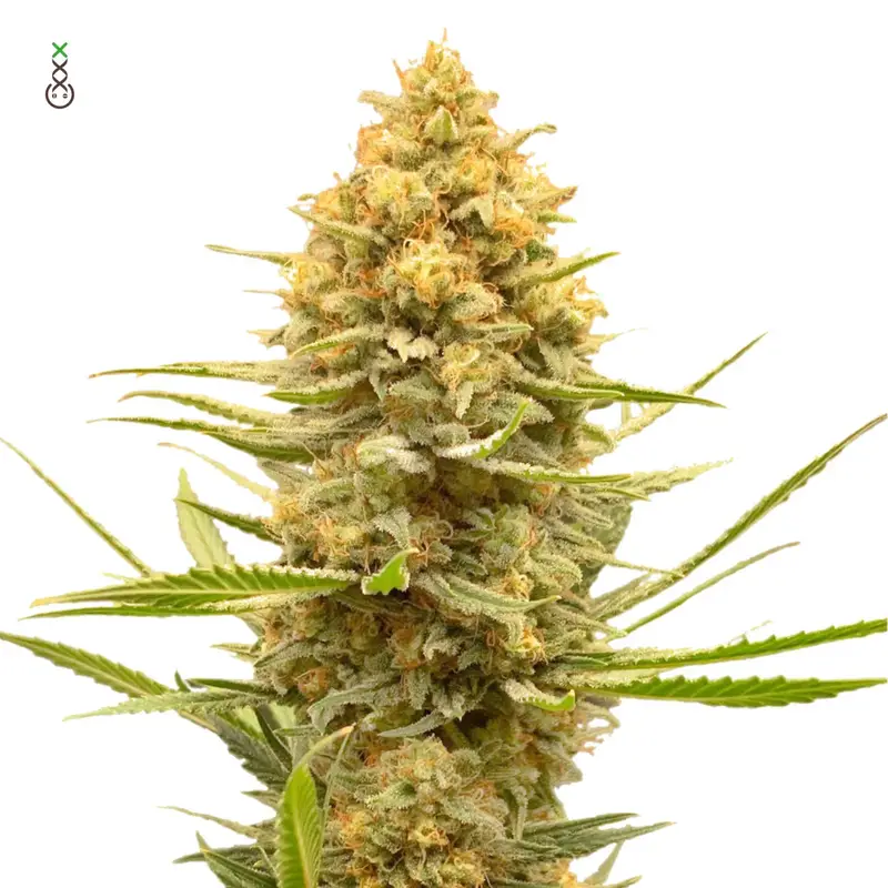 Lemon Ice